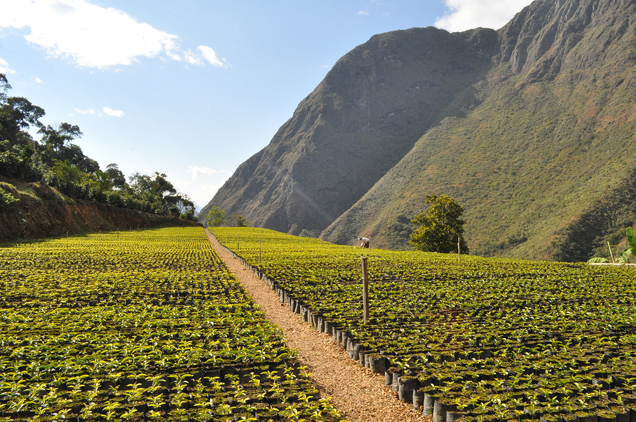 特集 丸山珈琲 Maruyama Coffee
